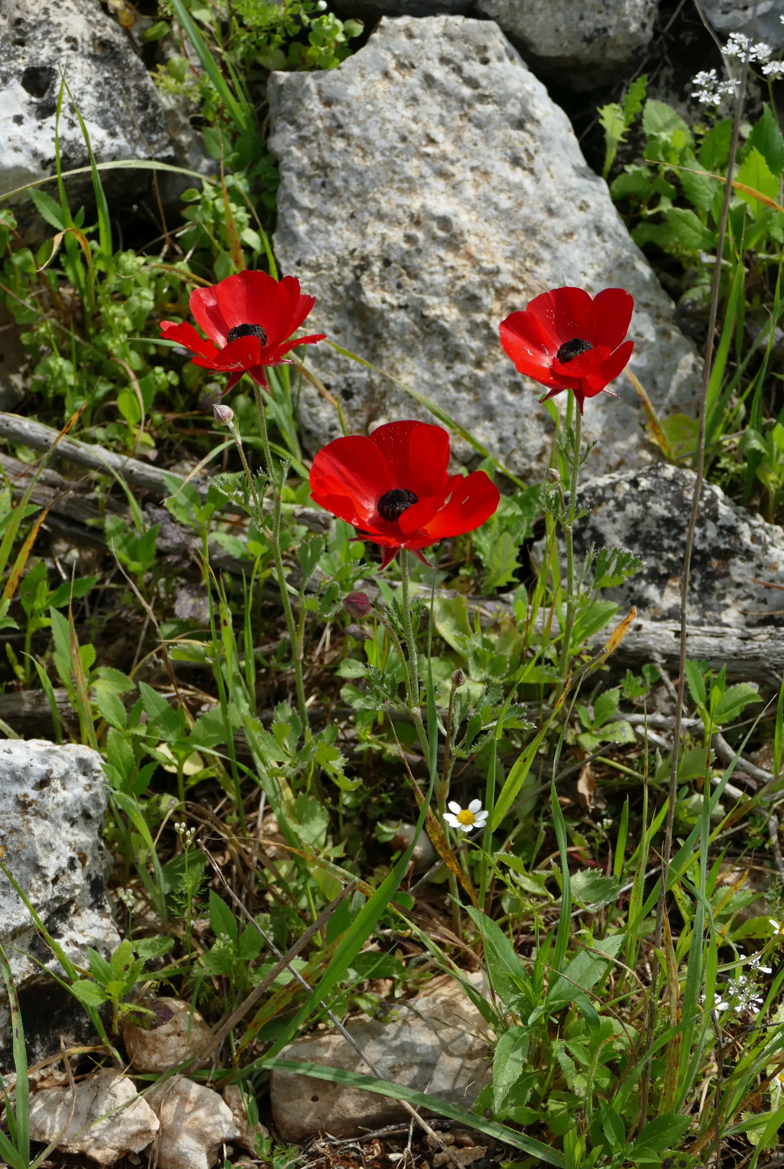 Ranunculus (Ranunculus Asiaticus) — is a cherished perennial heralding the arrival of spring with its lush; with an array of colors from white to, image 80
