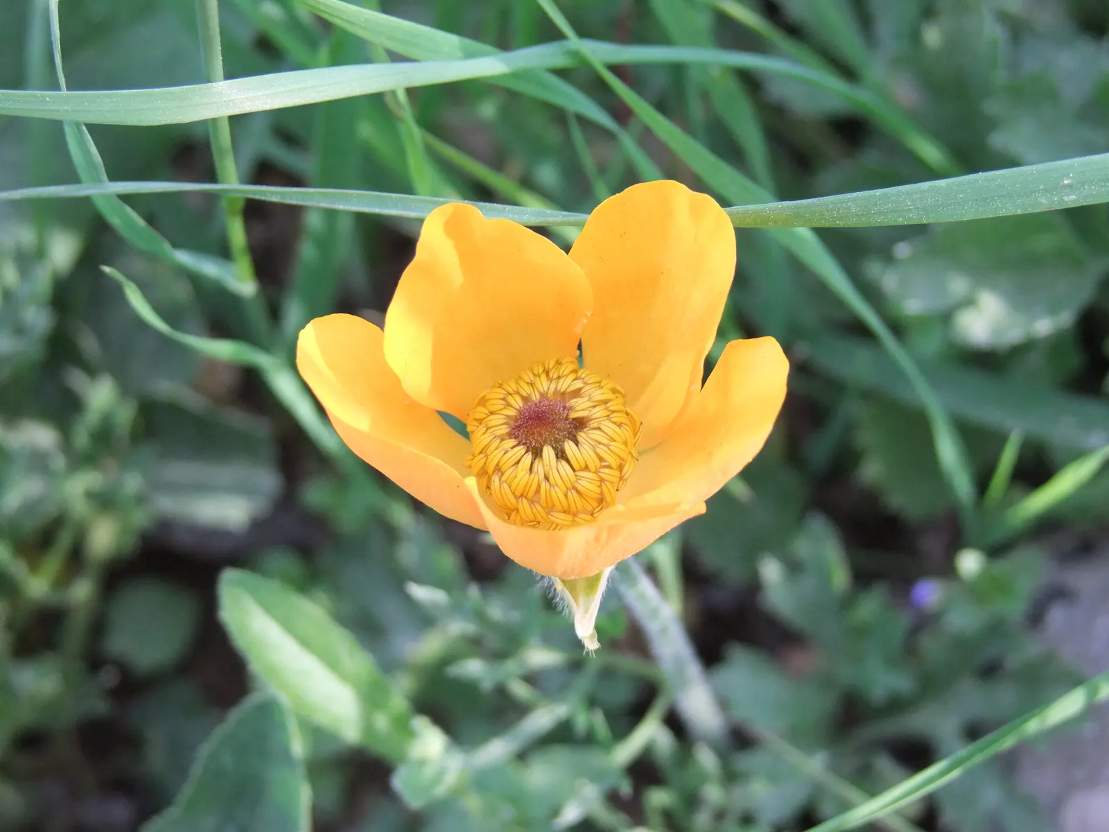 Ranunculus (Ranunculus Asiaticus) — Flourishing in USDA hardiness zones 8 to 10; its sturdy stems are adorned with bright, image 153