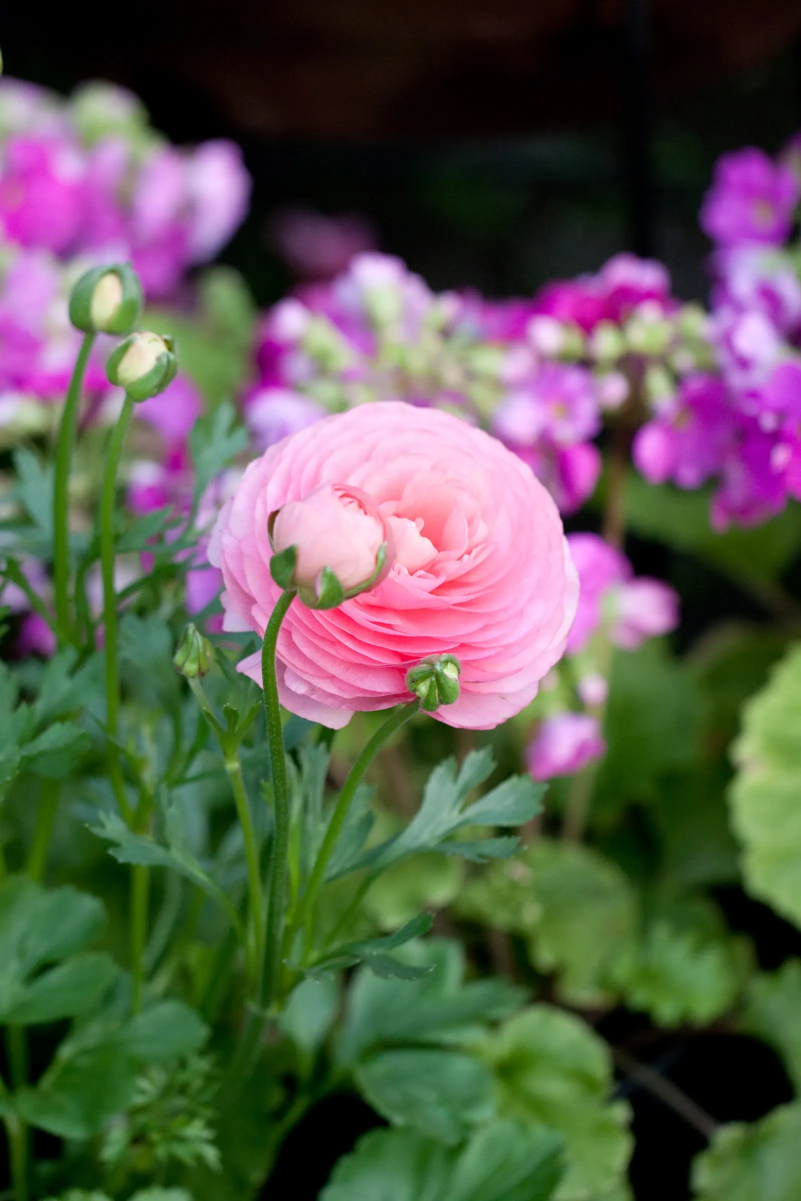Ranunculus (Ranunculus Asiaticus) — these hardy perennials are perfect for borders; deadheading is recommended, image 126