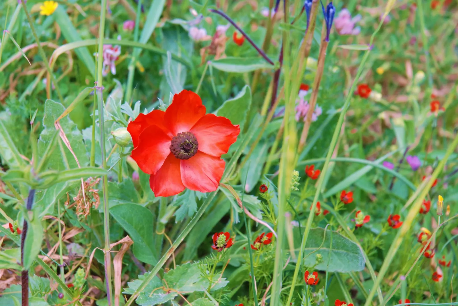 Ranunculus (Ranunculus Asiaticus) — such as tulips and daffodils; at a depth of approximately 2 inches, image 137