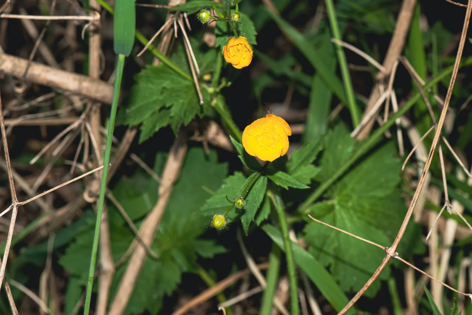 Ranunculus (Ranunculus Asiaticus) — Flourishing in USDA hardiness zones 8 to 10; its sturdy stems are adorned with bright, image 57