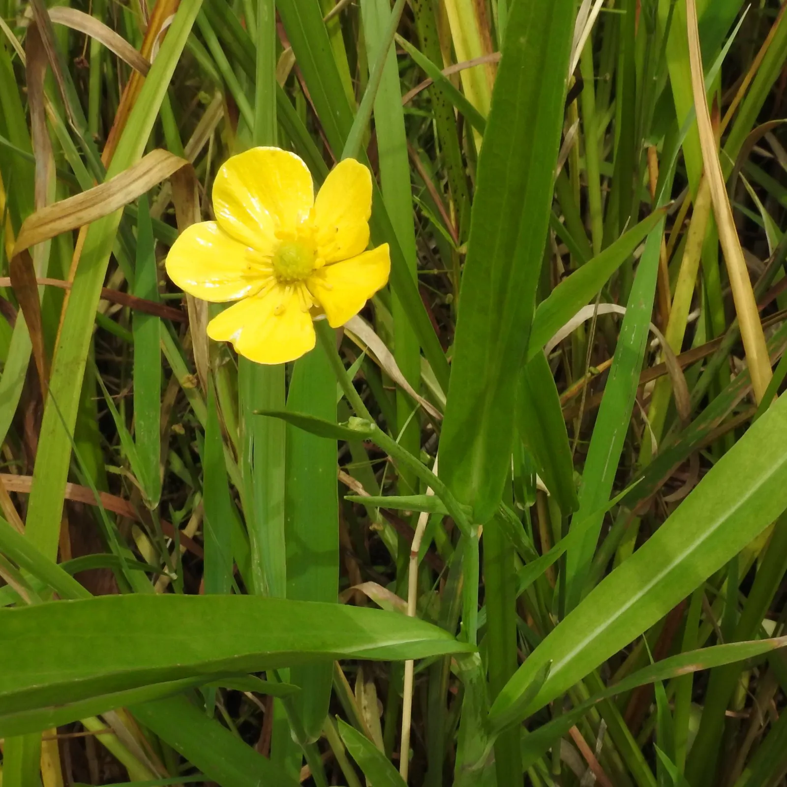 Ranunculus (Ranunculus Asiaticus) — Remember to plant the claw-like tubers in fall or early spring; this plant demands well-draining soil and a, image 139