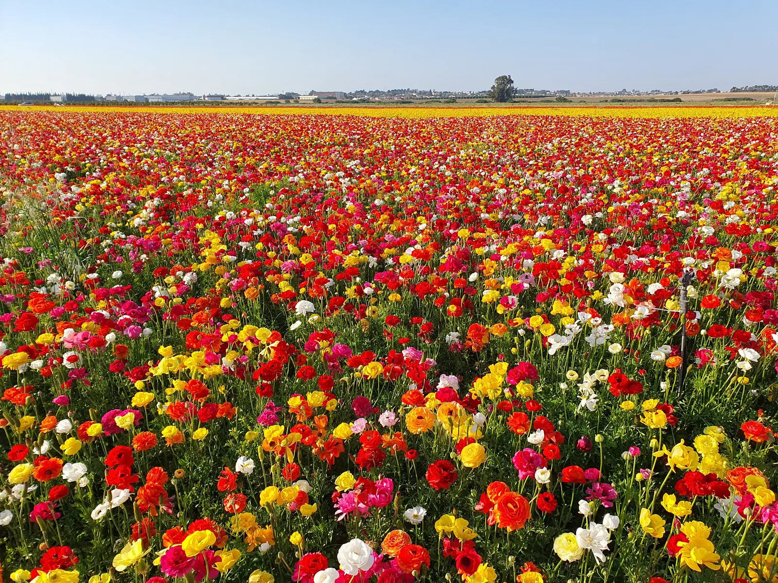 Ranunculus (Ranunculus Asiaticus) — pink and purple and red and white and yellow flowers in the garden; or cut flower gardens in USDA zones 8, image 166