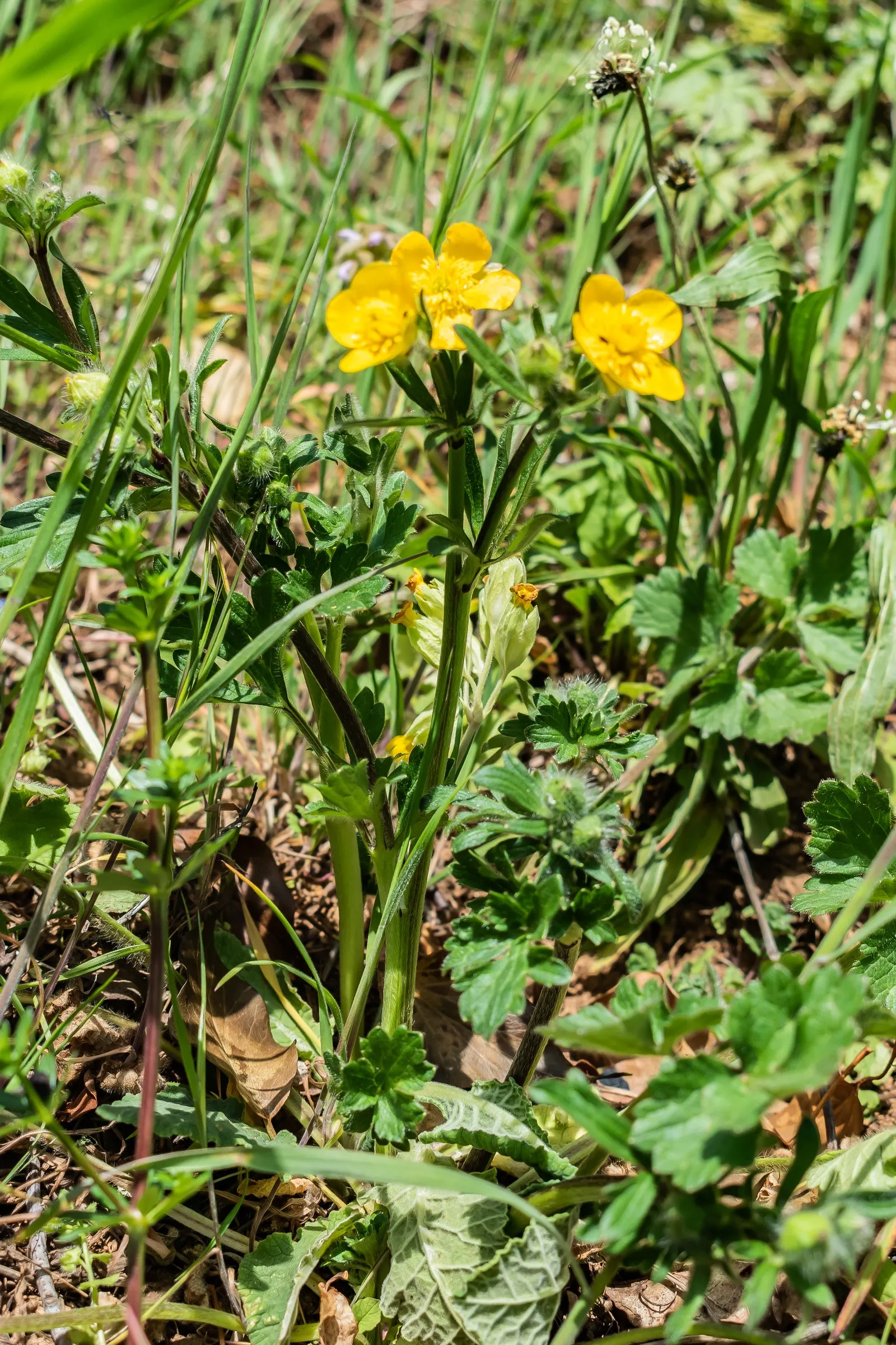 Ranunculus (Ranunculus Asiaticus) — pink and purple and red and white and yellow flowers in the garden; or cut flower gardens in USDA zones 8, image 118