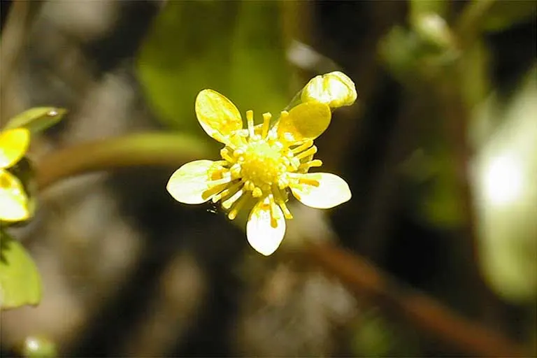 Ranunculus (Ranunculus Asiaticus) — such as tulips and daffodils; at a depth of approximately 2 inches, image 161