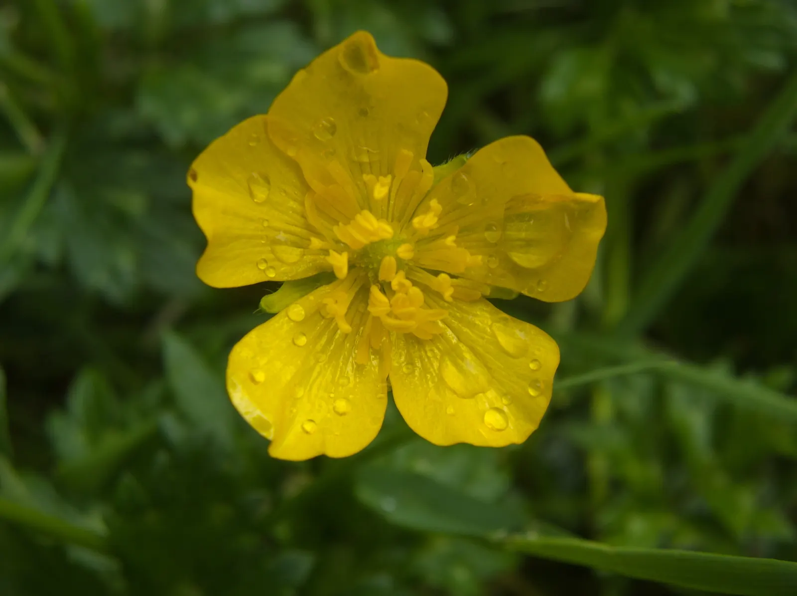 Ranunculus (Ranunculus Asiaticus) — Its sturdy stems are adorned with bright; flourishing in USDA hardiness zones 8 to 10, image 60