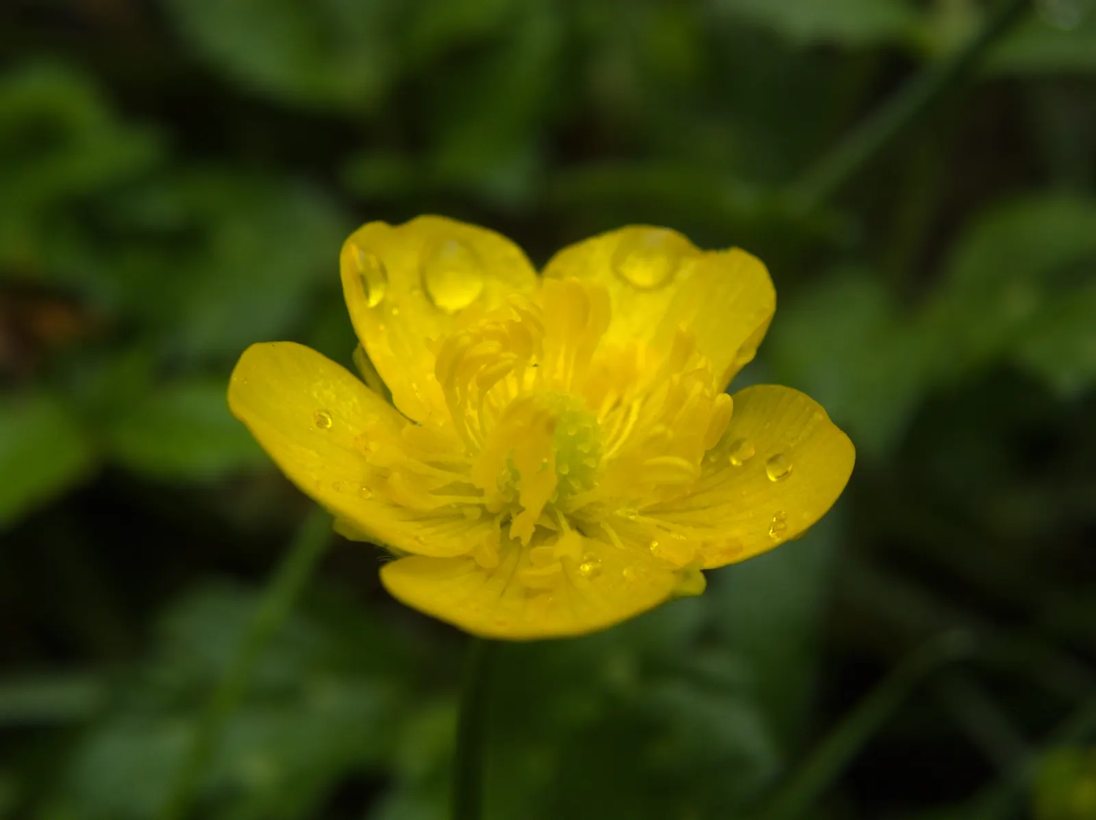 Ranunculus (Ranunculus Asiaticus) — Blooming vibrantly in spring, they stand approximately 12-24 inches tall with a spread of 9-12 inches; commonly, image 76