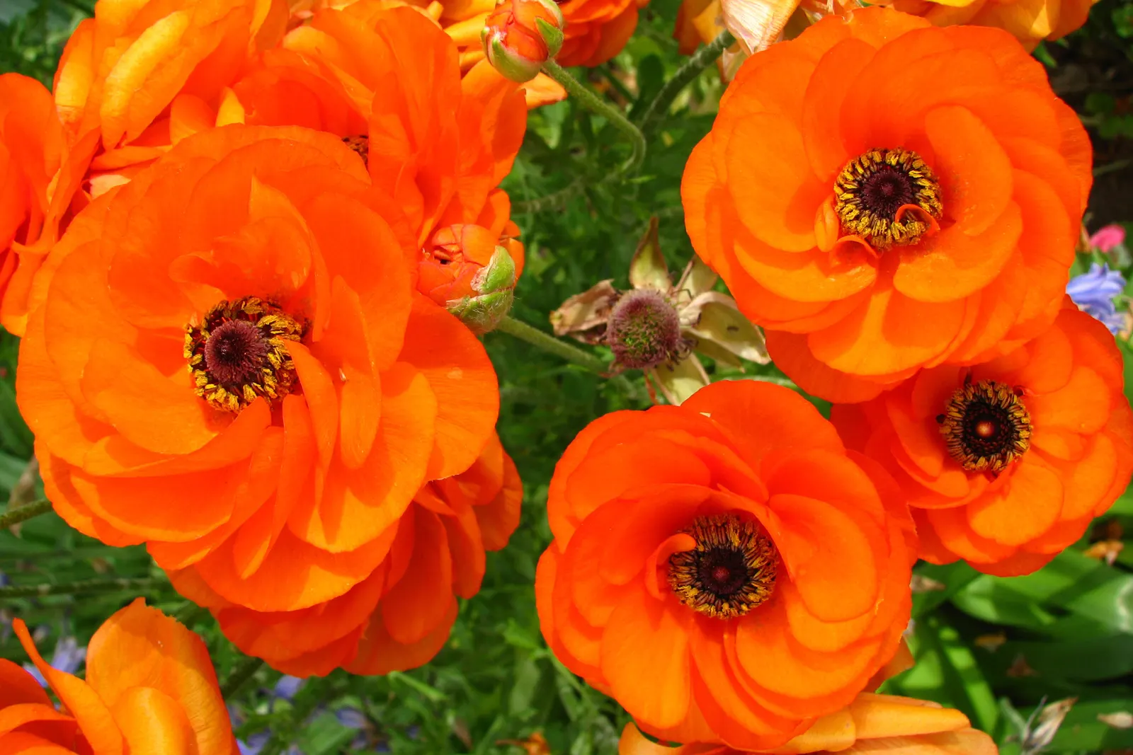 Ranunculus (Ranunculus Asiaticus) — is a cherished perennial heralding the arrival of spring with its lush; with an array of colors from white to, image 152