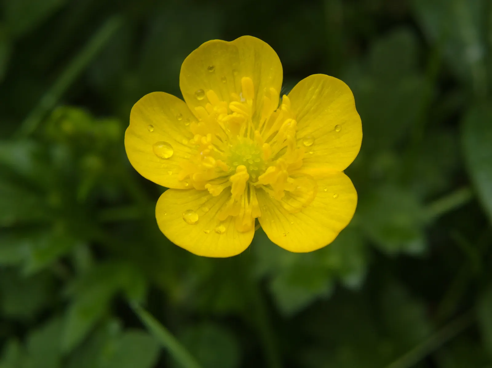 Ranunculus (Ranunculus Asiaticus) — and space them about 6 to 8 inches apart to allow for proper growth and ventilation; perennial for full or half, image 165