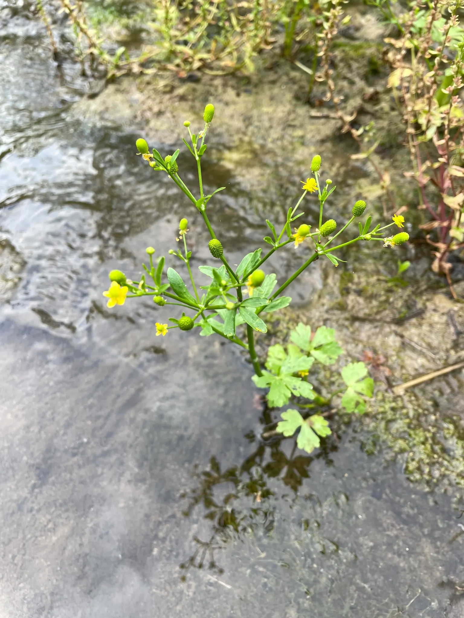 Ranunculus (Ranunculus Asiaticus) — or cut flower gardens in USDA zones 8 through 11