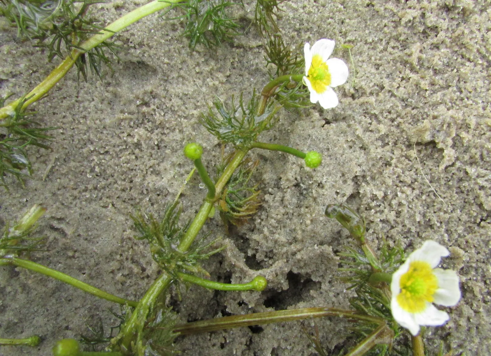 Ranunculus (Ranunculus Asiaticus) — and their cut flowers provide lasting beauty in floral arrangements; they thrive in full sun to partial shade, image 114
