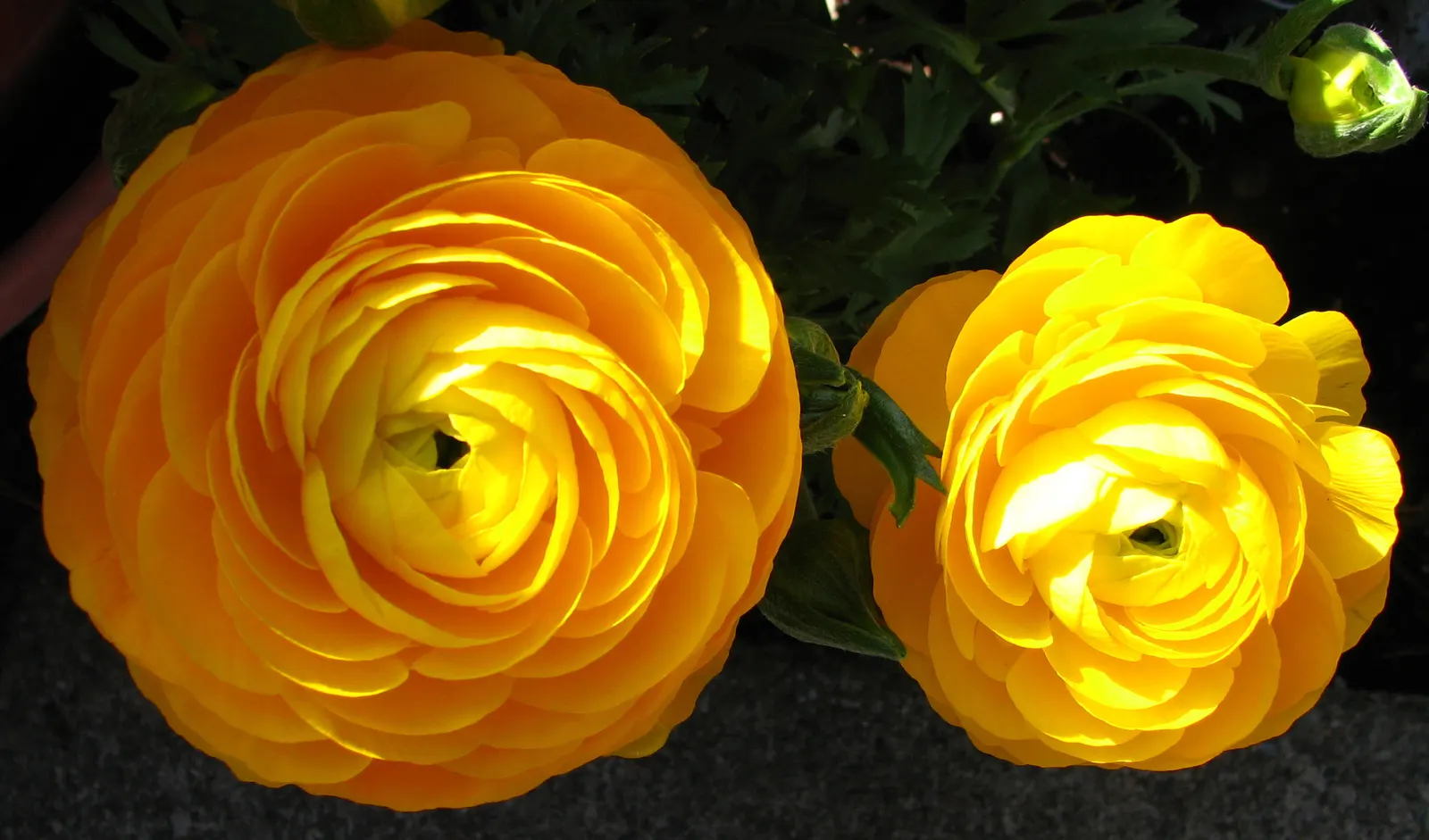 Ranunculus (Ranunculus Asiaticus) — making it an excellent choice for mid-border planting or as a vibrant container specimen; fully double flowers with layered