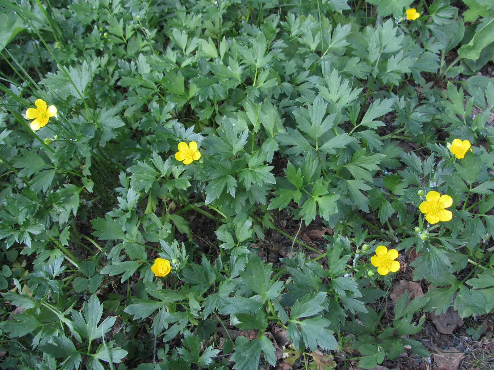 Ranunculus (Ranunculus Asiaticus) — or cut flower gardens in USDA zones 8 through 11; pink and purple and red and white and yellow flowers in the garden