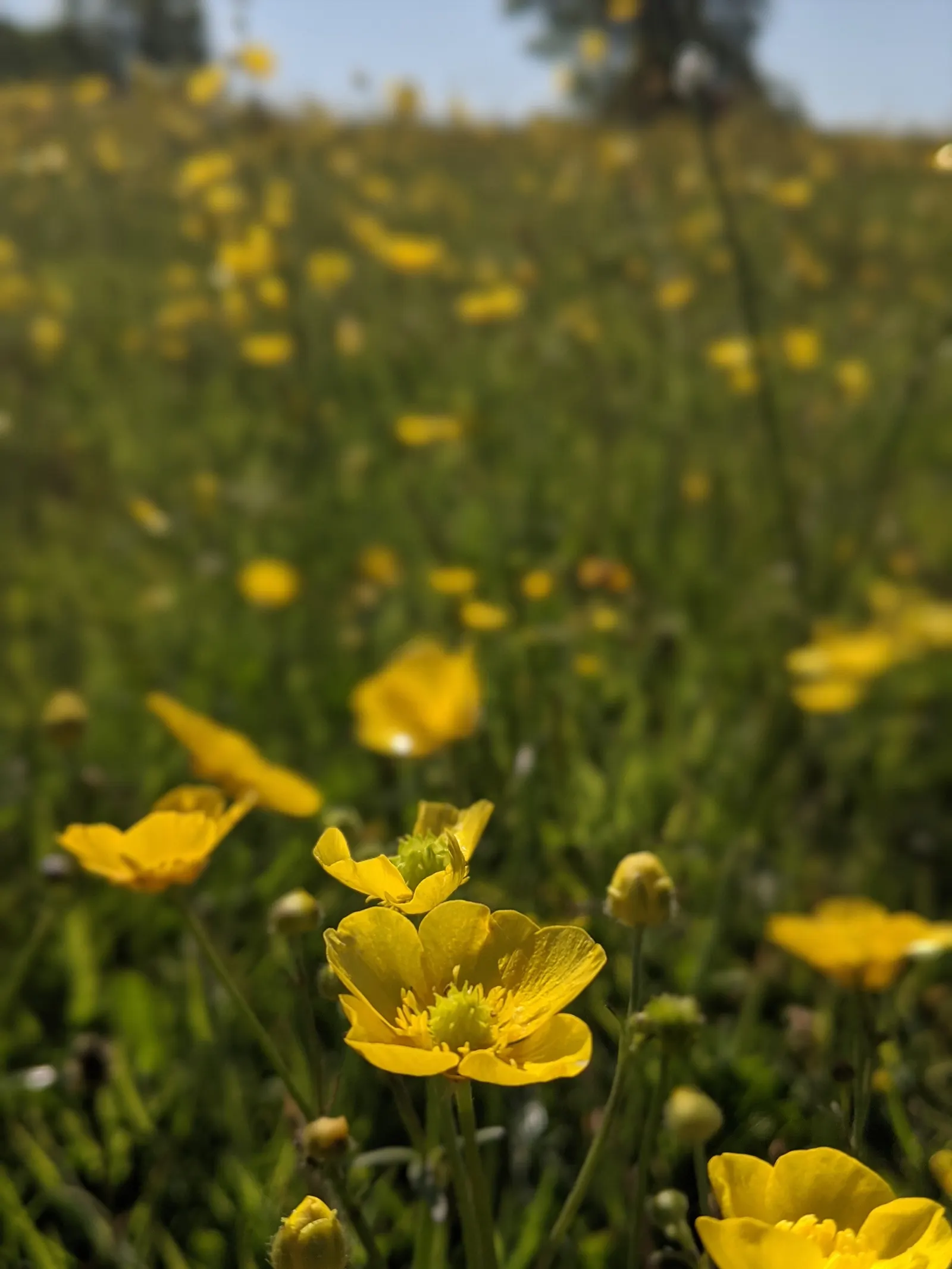 Ranunculus (Ranunculus Asiaticus) — pink and purple and red and white and yellow flowers in the garden; or cut flower gardens in USDA zones 8, image 70