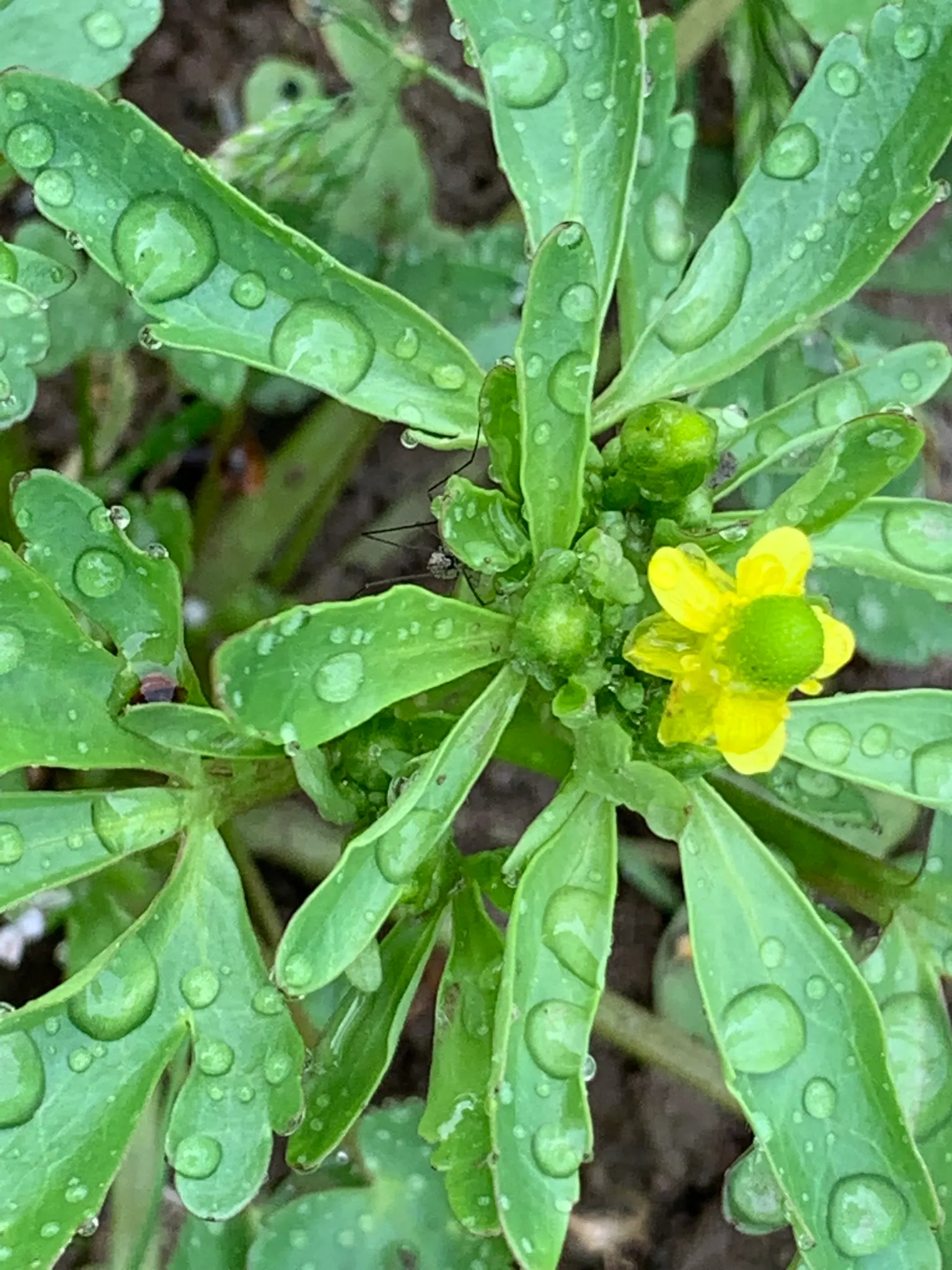 Ranunculus (Ranunculus Asiaticus) — or cut flower gardens in USDA zones 8 through 11; pink and purple and red and white and yellow flowers in the, image 103