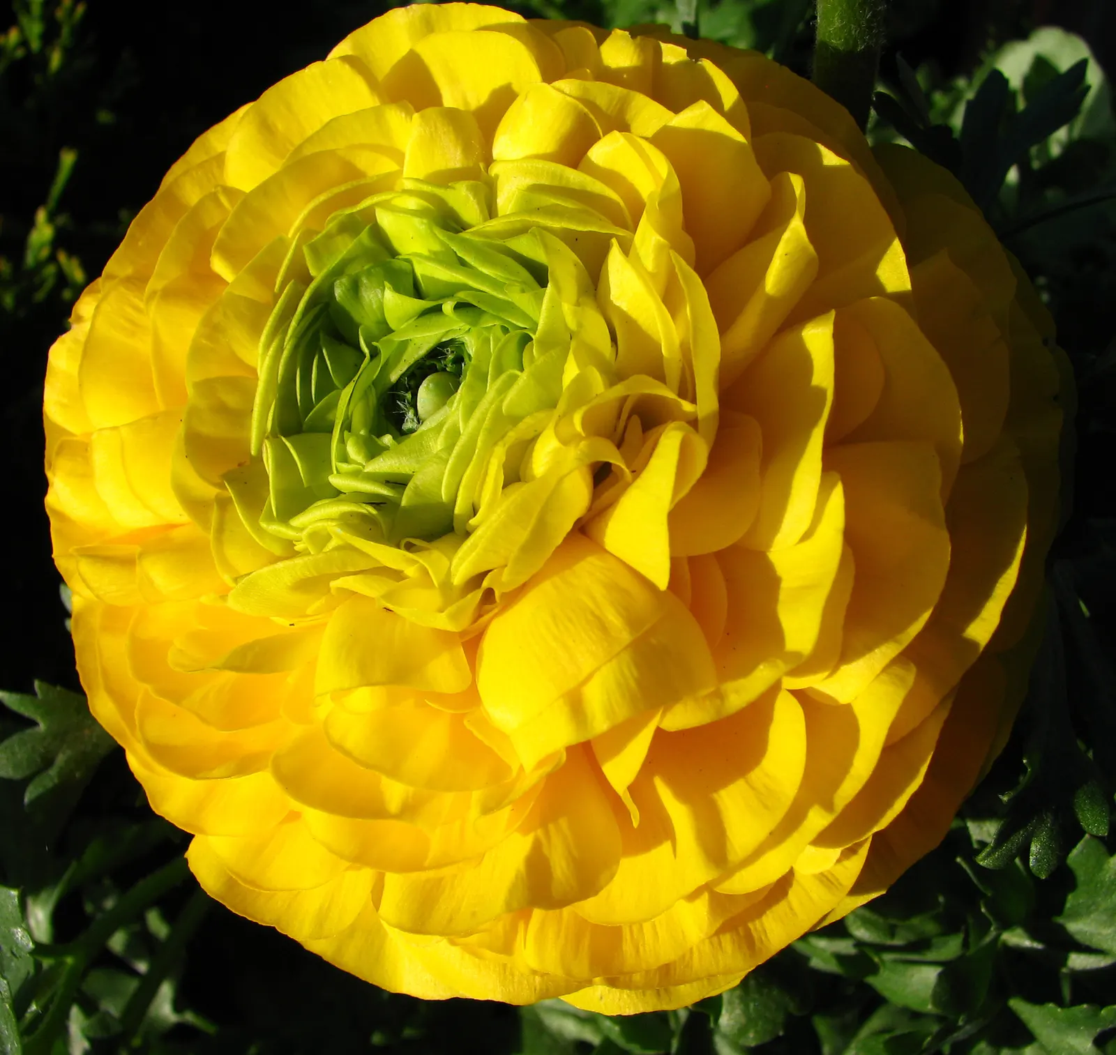 Ranunculus (Ranunculus Asiaticus) — pink and purple and red and white and yellow flowers in the garden; or cut flower gardens in USDA zones 8, image 142