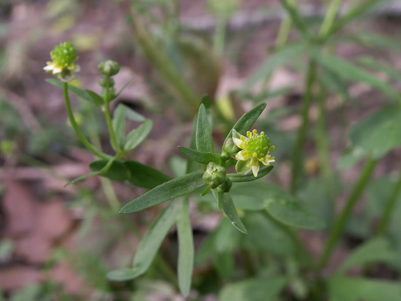 Ranunculus (Ranunculus Asiaticus) — and space them about 6 to 8 inches apart to allow for proper growth and ventilation