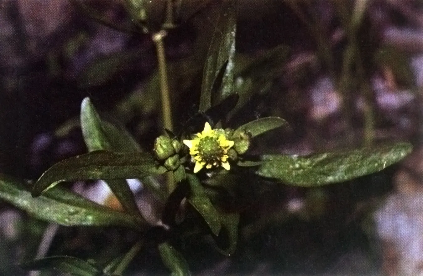 Ranunculus (Ranunculus Asiaticus) — this plant demands well-draining soil and a site bathed in full to partial sunlight; remember to plant the, image 82