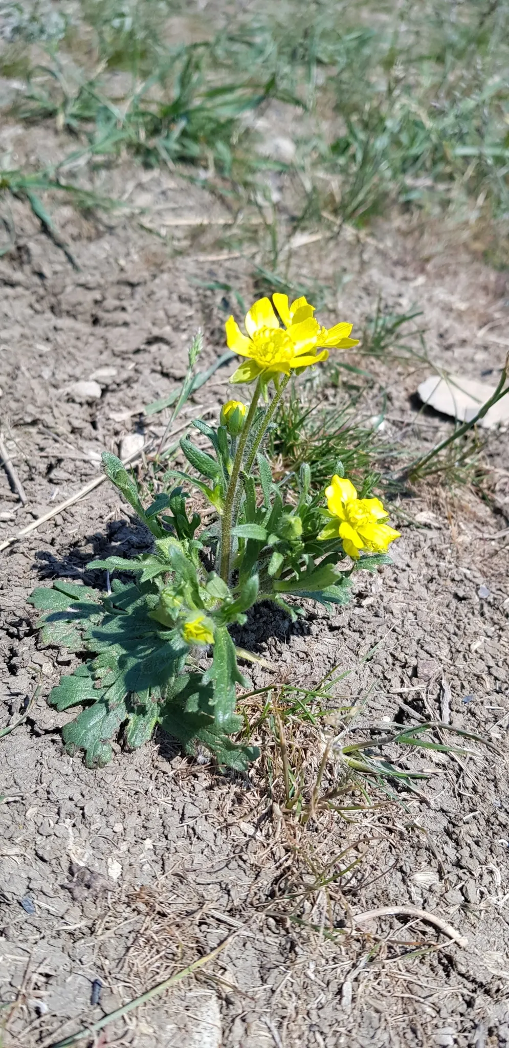 Ranunculus (Ranunculus Asiaticus) — commonly known as Persian Buttercup; blooming vibrantly in spring, they stand approximately 12-24 inches tall, image 145