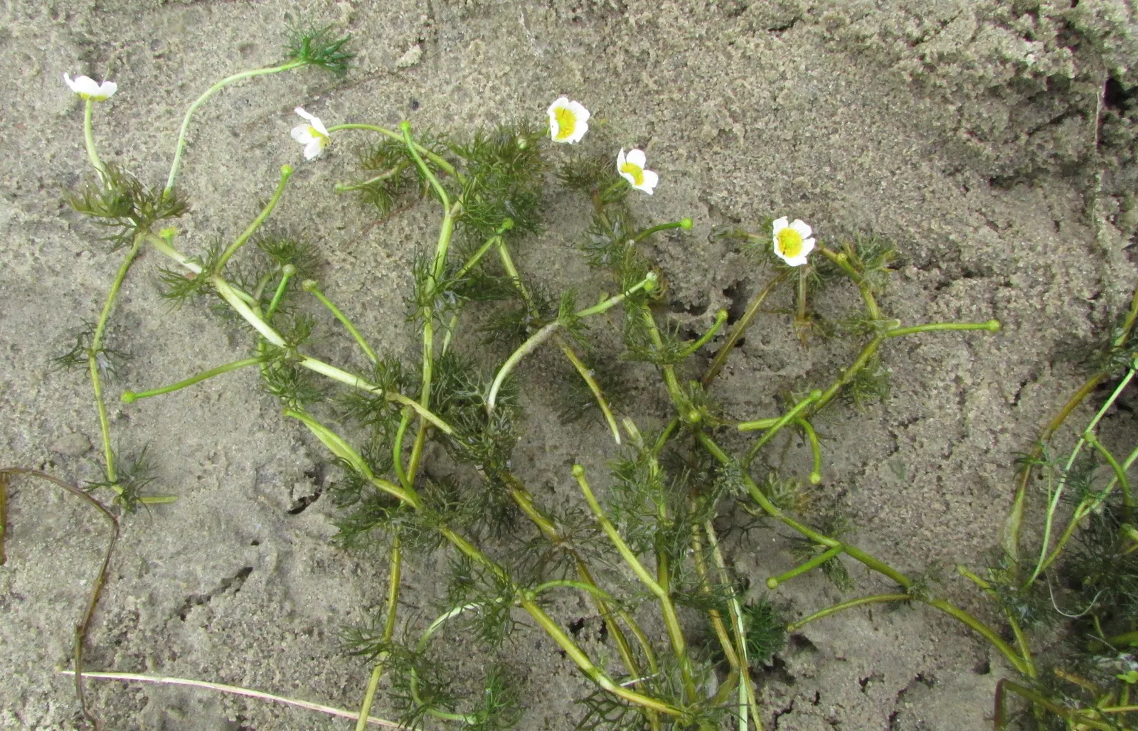 Ranunculus (Ranunculus Asiaticus) — this plant demands well-draining soil and a site bathed in full to partial sunlight; remember to plant the, image 106