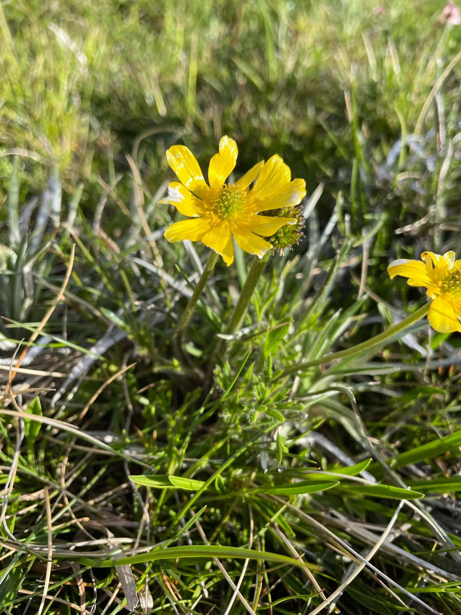 Ranunculus (Ranunculus Asiaticus) — at a depth of approximately 2 inches; such as tulips and daffodils, image 68