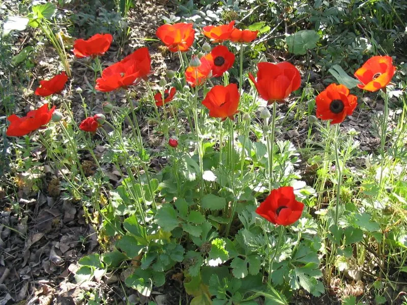 Ranunculus (Ranunculus Asiaticus) — Flourishing in USDA hardiness zones 8 to 10; its sturdy stems are adorned with bright, image 129