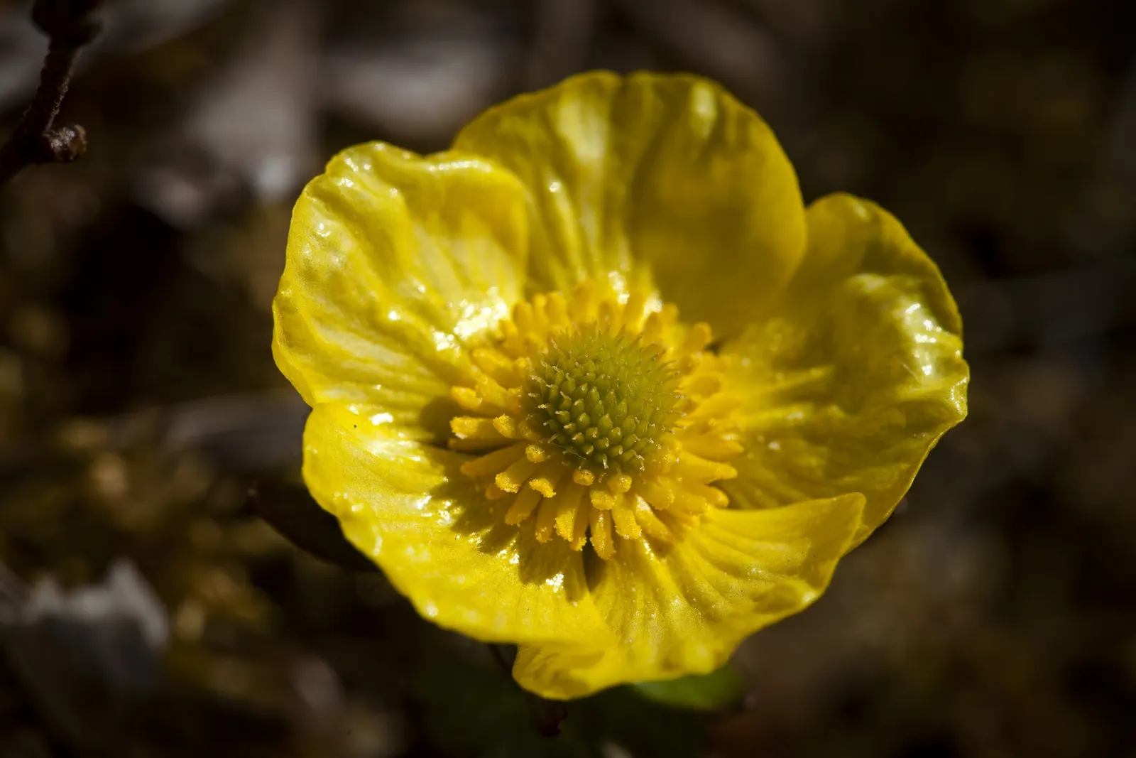 Ranunculus (Ranunculus Asiaticus) — Flourishing in USDA hardiness zones 8 to 10