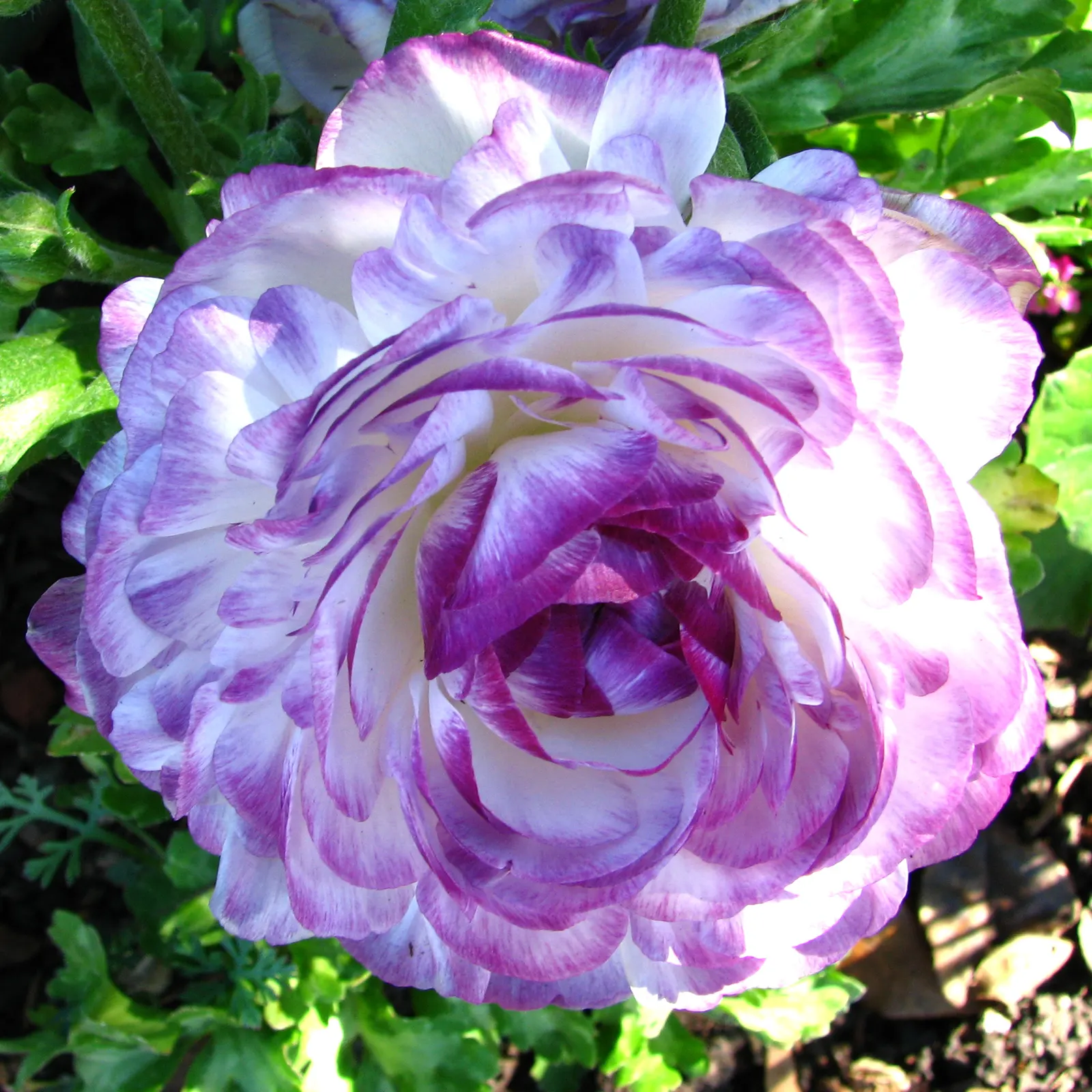 Ranunculus (Ranunculus Asiaticus) — Its sturdy stems are adorned with bright; flourishing in USDA hardiness zones 8 to 10, image 108