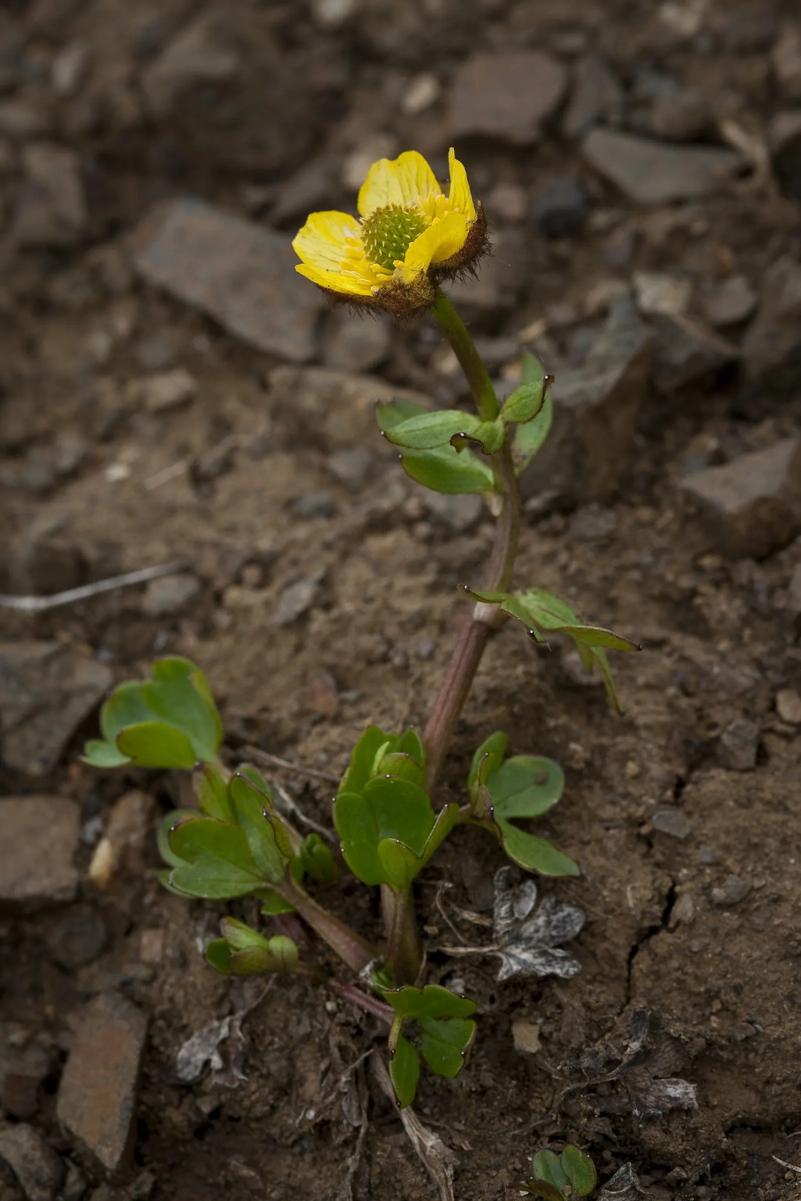 Ranunculus (Ranunculus Asiaticus) — is a cherished perennial heralding the arrival of spring with its lush