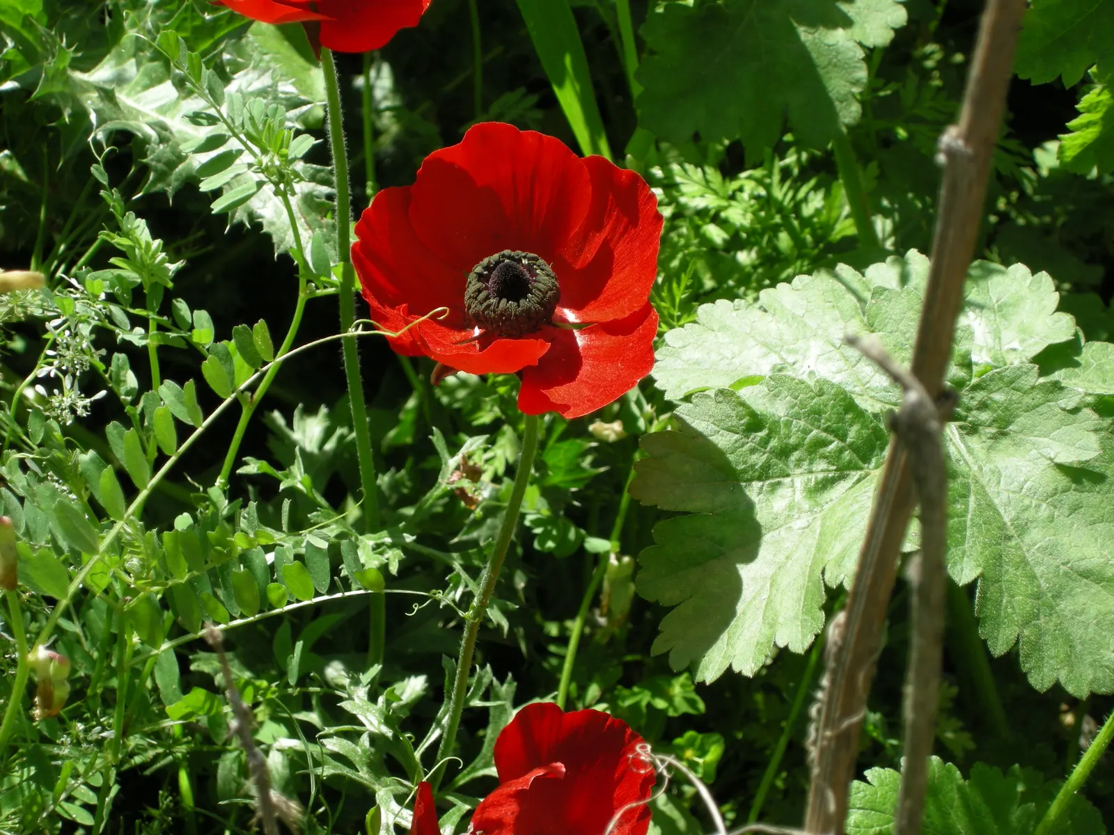 Ranunculus (Ranunculus Asiaticus) — With an array of colors from white to deep red; is a cherished perennial heralding the arrival of spring with, image 125
