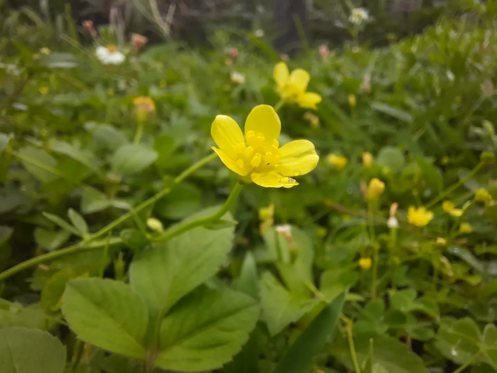 Ranunculus (Ranunculus Asiaticus) — and space them about 6 to 8 inches apart to allow for proper growth and ventilation; perennial for full or half, image 69