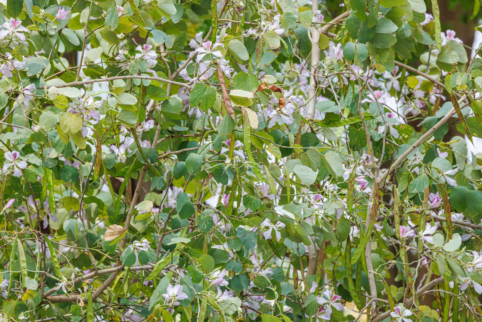Hong Kong Orchid Tree (Bauhinia X Blakeana) — pink flowers in the garden; prefers well-drained soils and full sun to partial shade, image 113