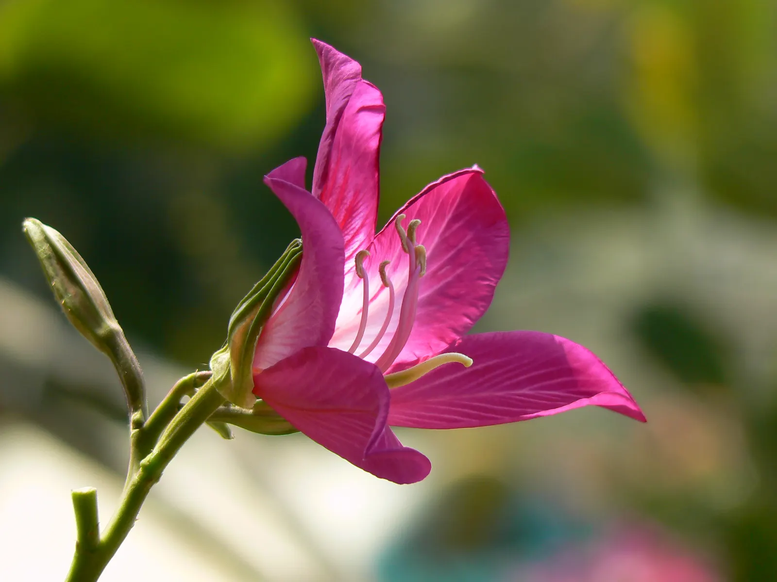 Hong Kong Orchid Tree (Bauhinia X Blakeana) — Moderate growth rate and low-maintenance requirements; ideal for accent or shade in USDA zones 9-11, image 100