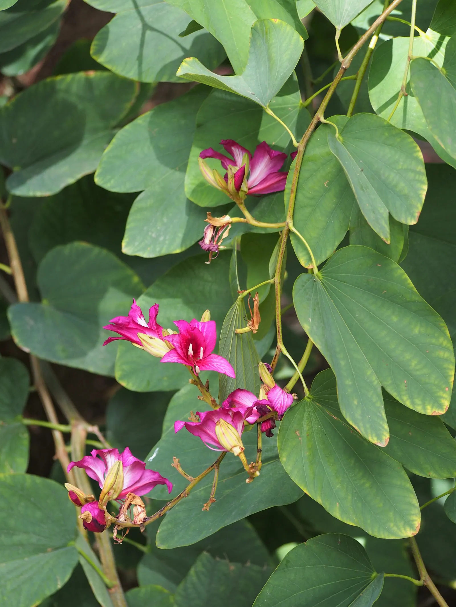 Hong Kong Orchid Tree (Bauhinia X Blakeana) — heart-shaped leaves are deep green and can grow up to 6 inches across, image 104
