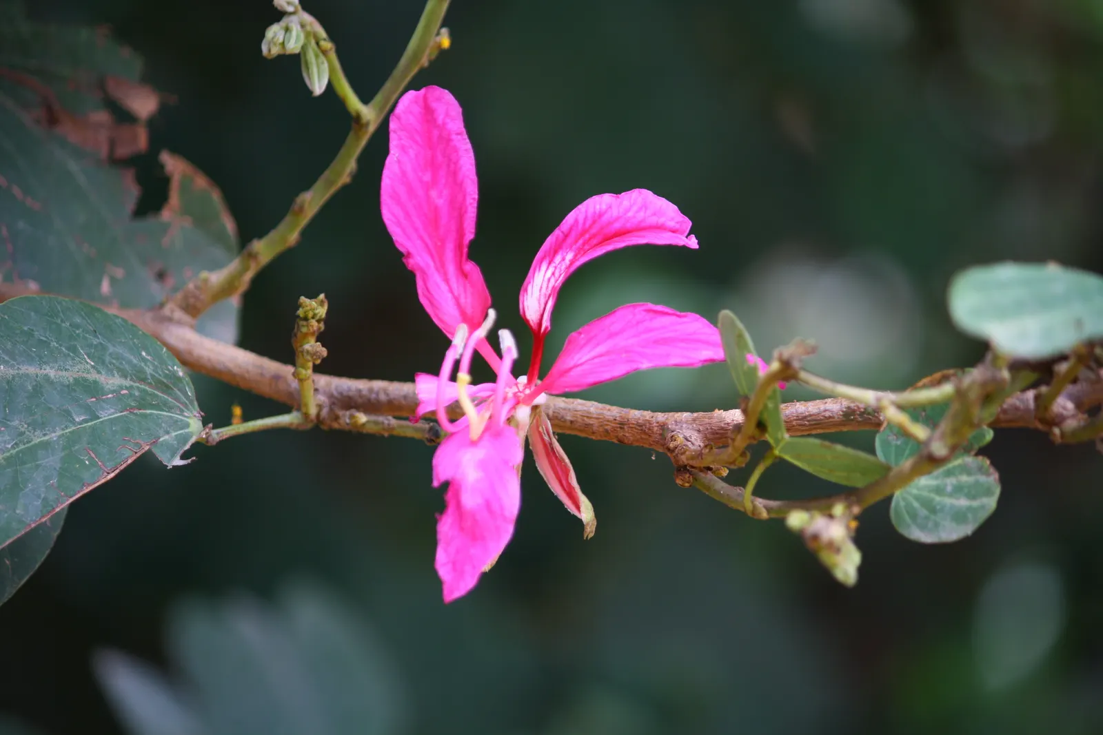 Hong Kong Orchid Tree (Bauhinia X Blakeana) — the Bauhinia x blakeana thrives in full sun to partial shade and demands well-drained soil, image 88