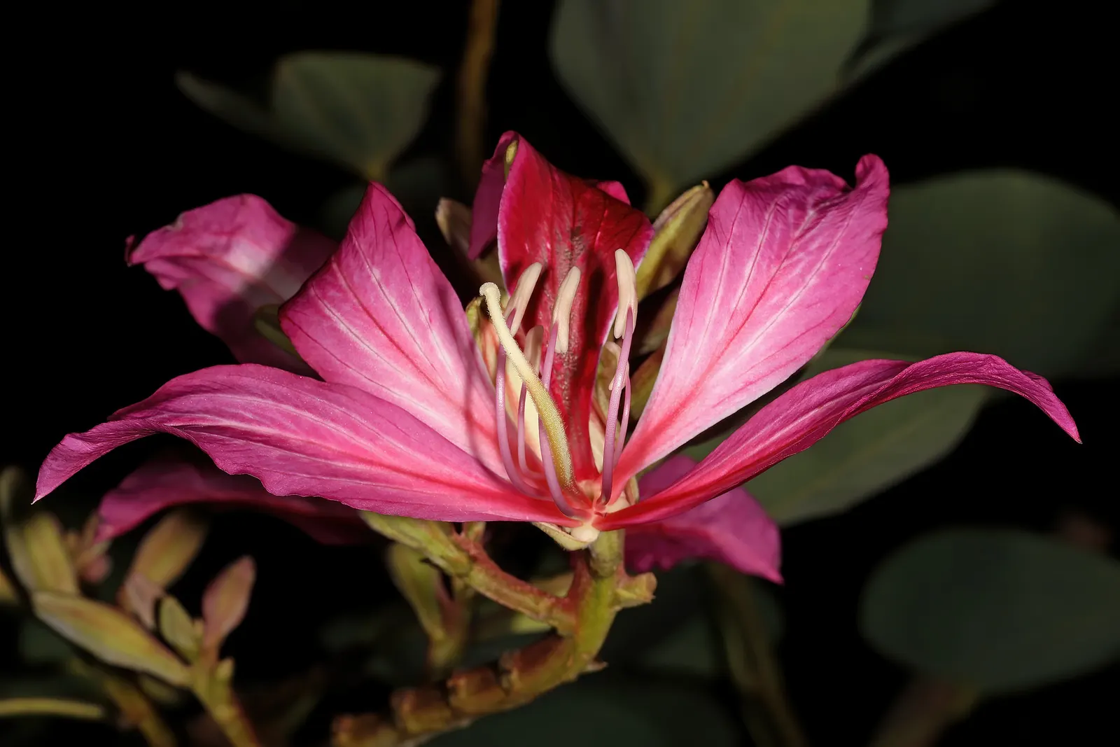 Hong Kong Orchid Tree (Bauhinia X Blakeana) — This deciduous tree typically reaches 20 to 40 feet in height with an equal spread; renowned for its, image 50