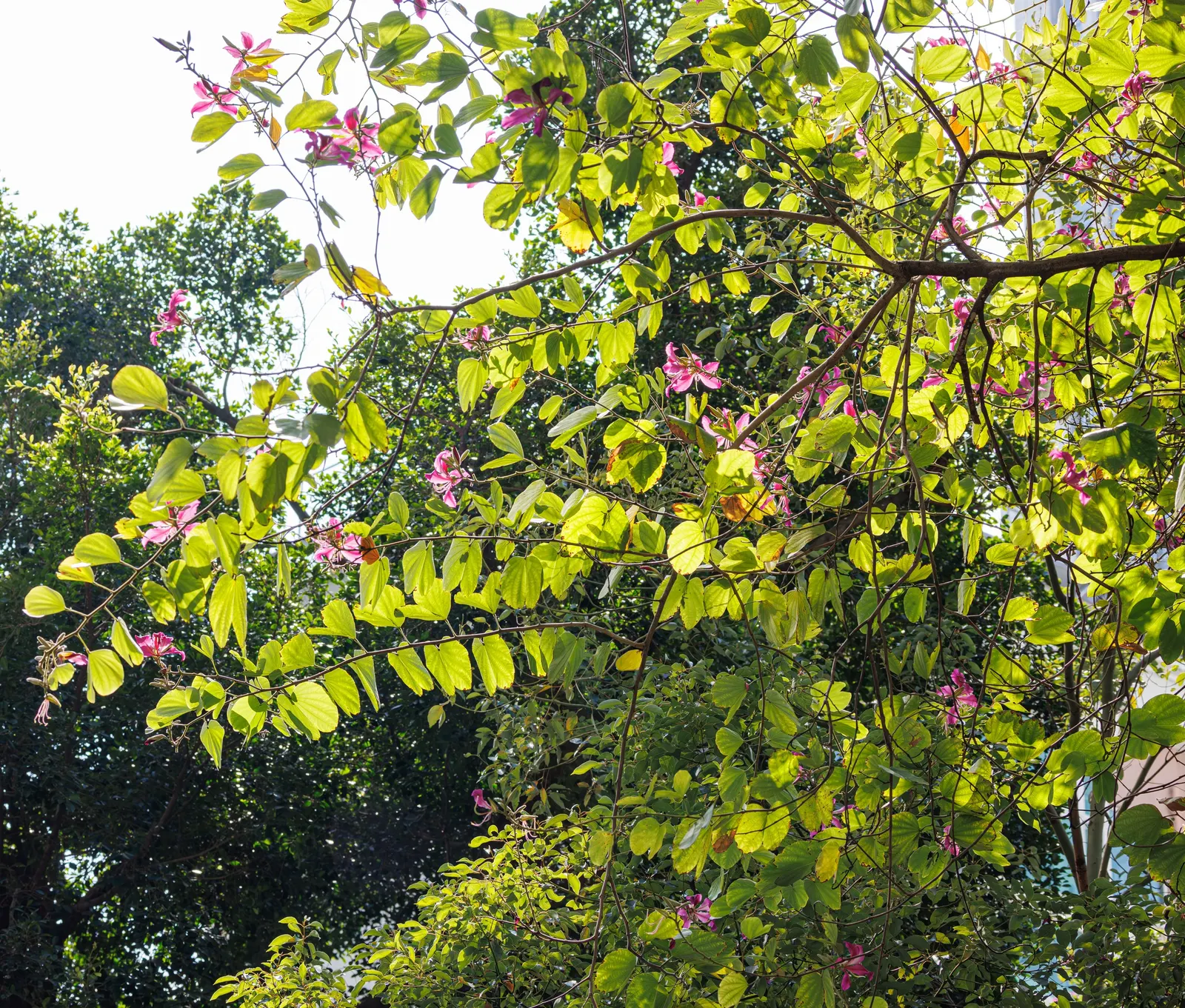 Hong Kong Orchid Tree (Bauhinia X Blakeana) — one of its common names is the 'Butterfly Tree.'<br><br>From late fall to early spring