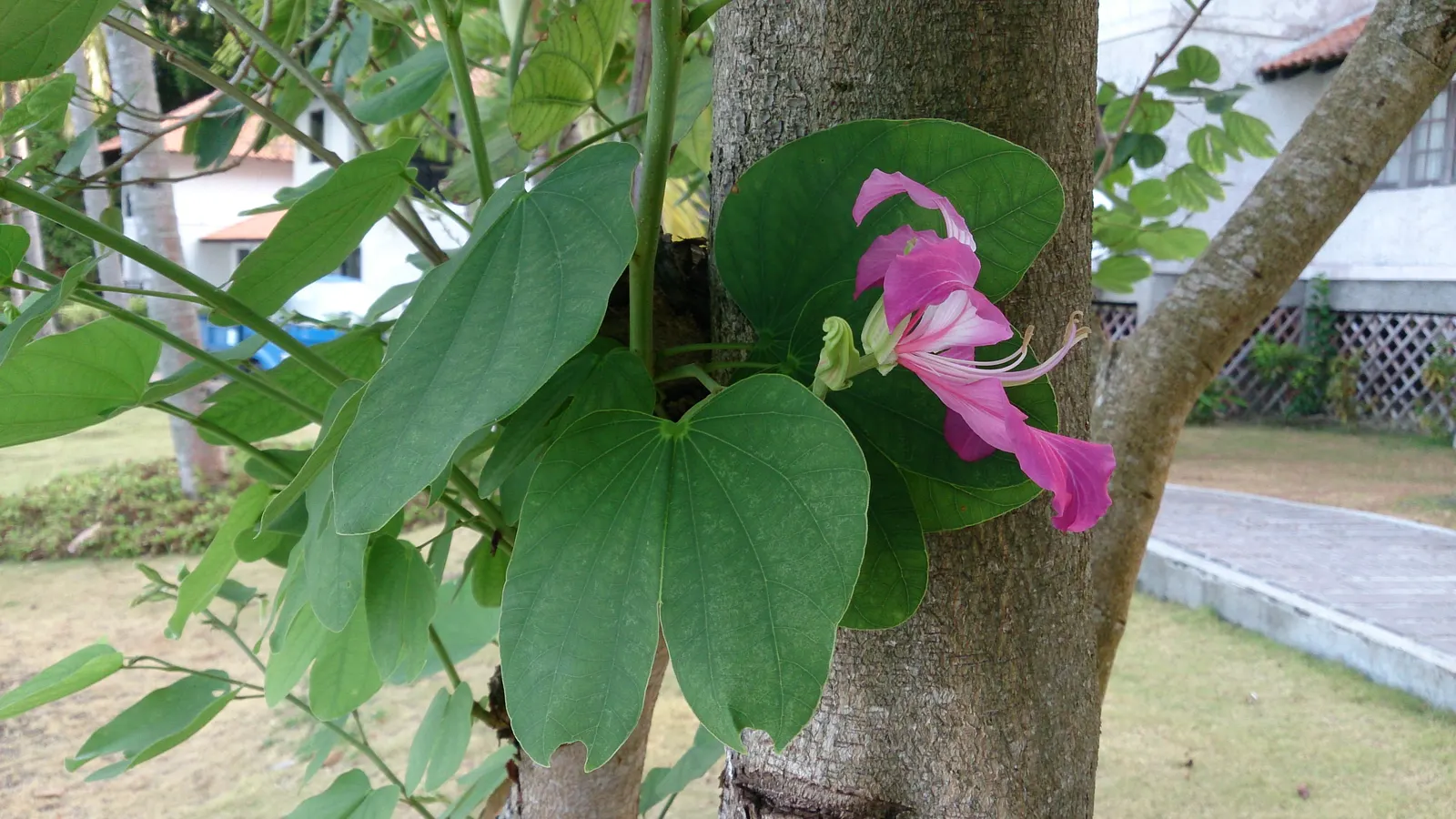 Hong Kong Orchid Tree (Bauhinia X Blakeana) — heart-shaped leaves are deep green and can grow up to 6 inches across