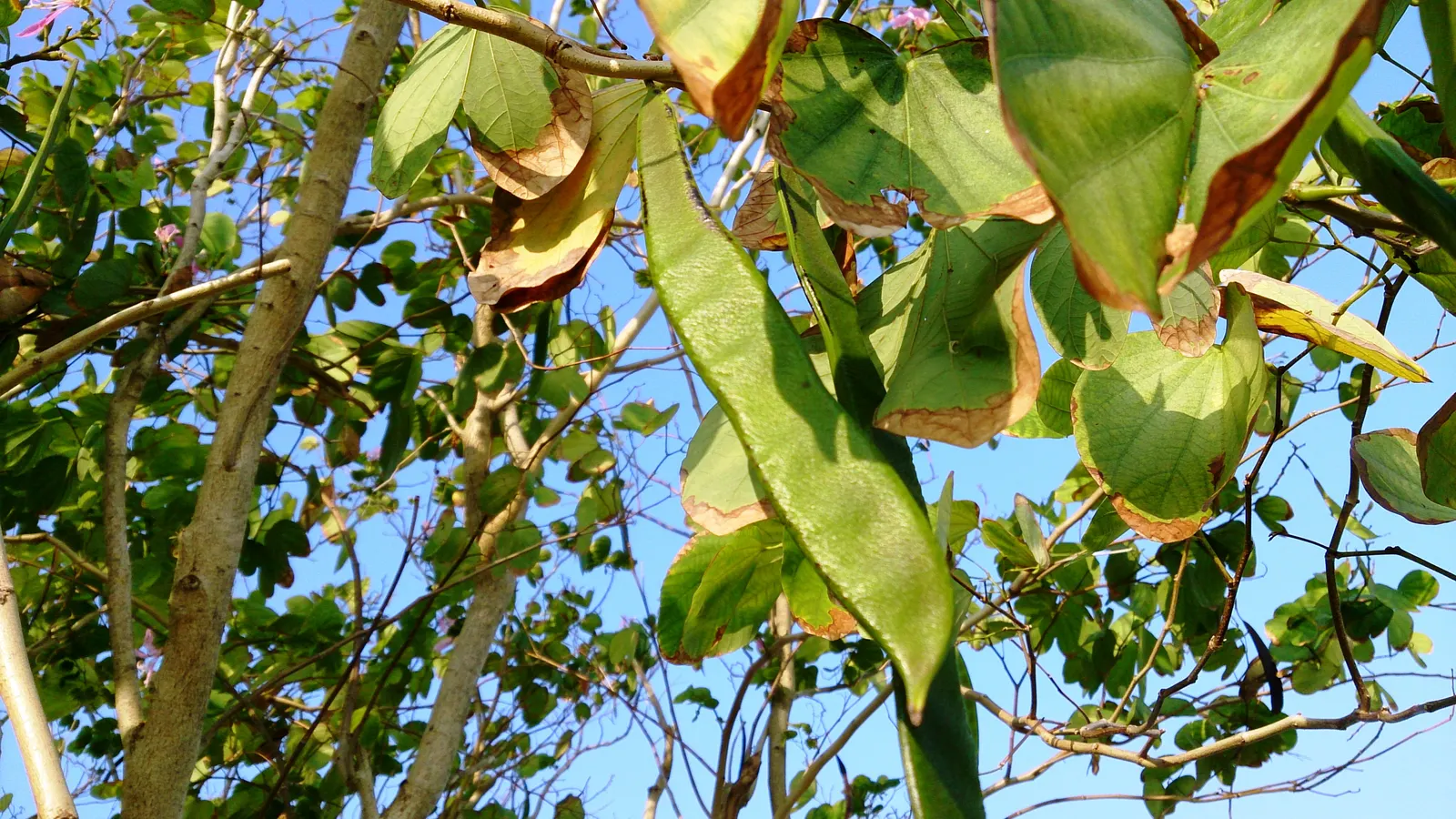 Hong Kong Orchid Tree (Bauhinia X Blakeana) — and they emerge on bare branches; the Hong Kong Orchid Tree (Bauhinia x blakeana) is a sterile hybrid