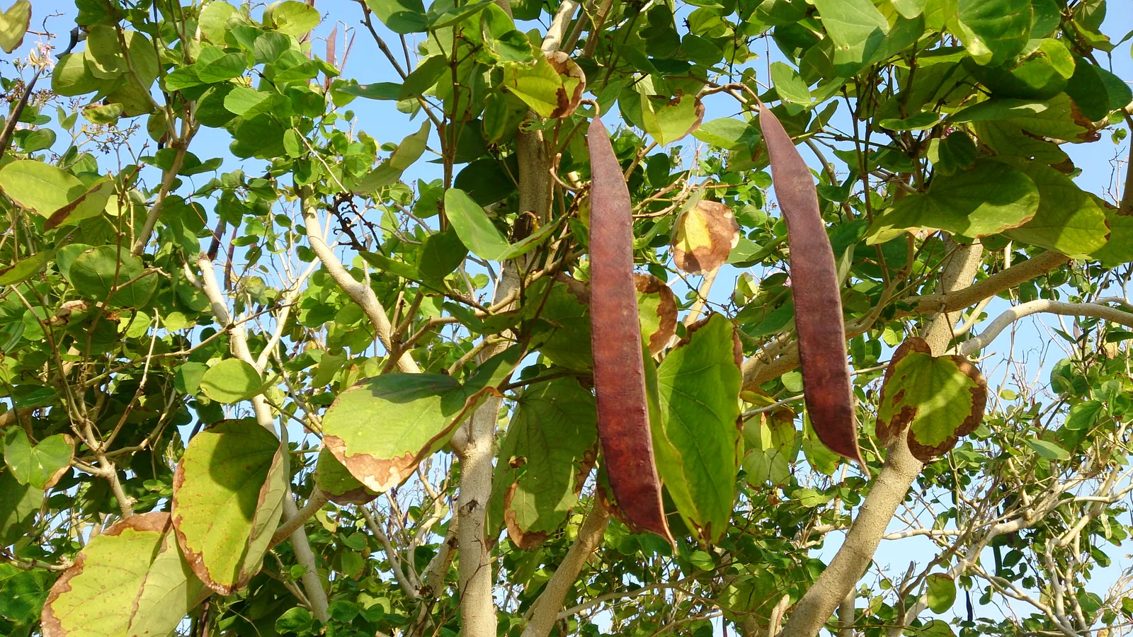 Hong Kong Orchid Tree (Bauhinia X Blakeana) — and they emerge on bare branches; the Hong Kong Orchid Tree (Bauhinia x blakeana) is a sterile hybrid, image 63