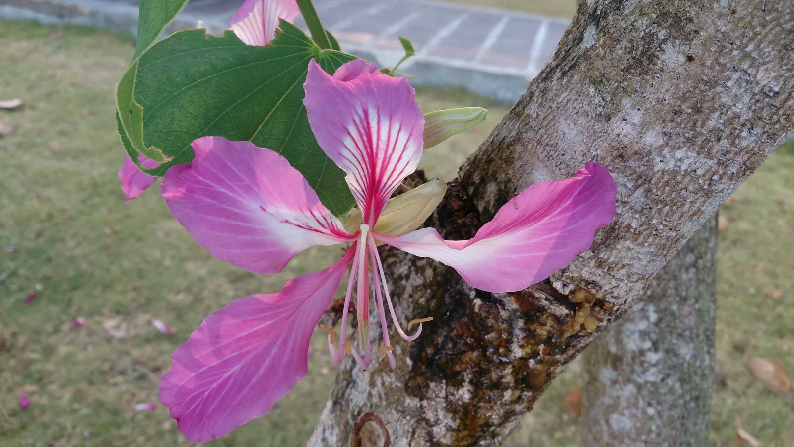 Hong Kong Orchid Tree (Bauhinia X Blakeana) — tree for full; mainly to remove dead wood and maintain a clean shape.<br><br>When advising clients, image 115