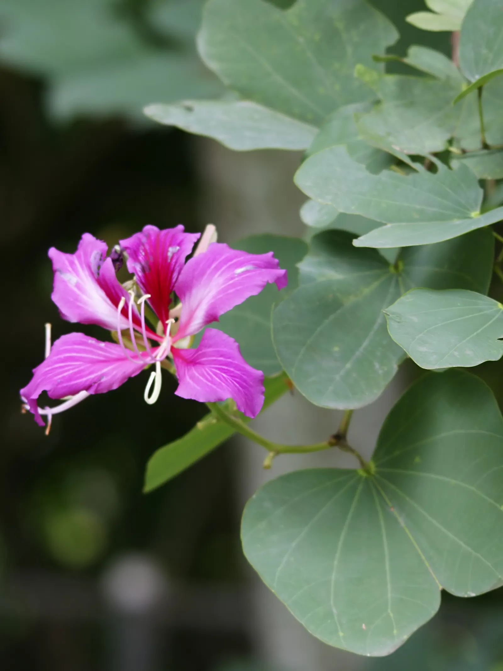 Hong Kong Orchid Tree (Bauhinia X Blakeana) — The blossoms are varied shades of magenta and purple; and they emerge on bare branches, image 62