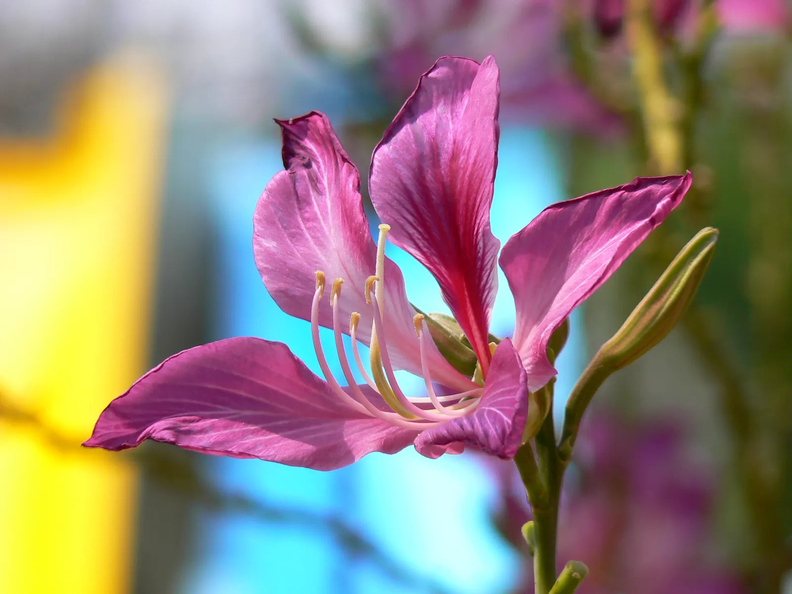 Hong Kong Orchid Tree (Bauhinia X Blakeana) — The blossoms are varied shades of magenta and purple; and they emerge on bare branches, image 85