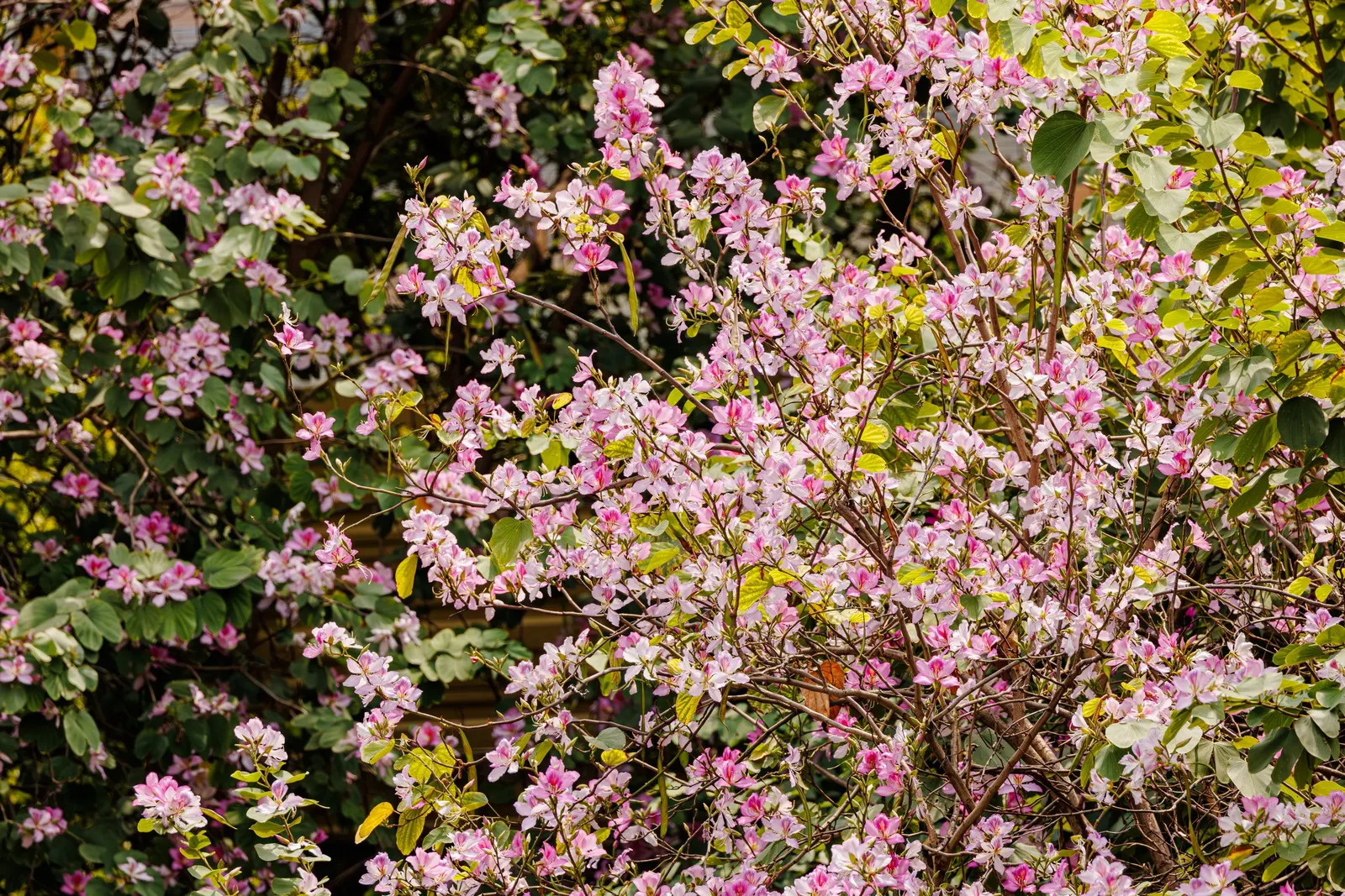 Hong Kong Orchid Tree (Bauhinia X Blakeana) — resembling the wake of a butterfly; hence; the Bauhinia x blakeana thrives in full sun to partial, image 105