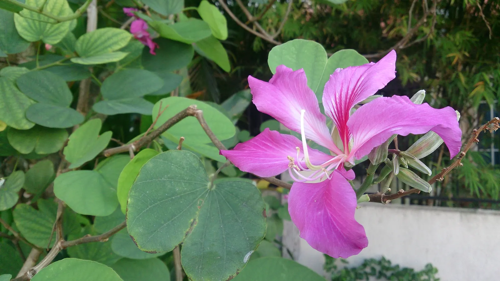 Hong Kong Orchid Tree (Bauhinia X Blakeana) — The Hong Kong Orchid Tree (Bauhinia x blakeana) is a sterile hybrid