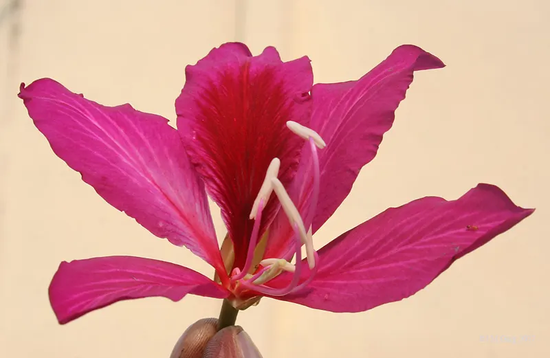 Hong Kong Orchid Tree (Bauhinia X Blakeana) — resembling the wake of a butterfly; hence