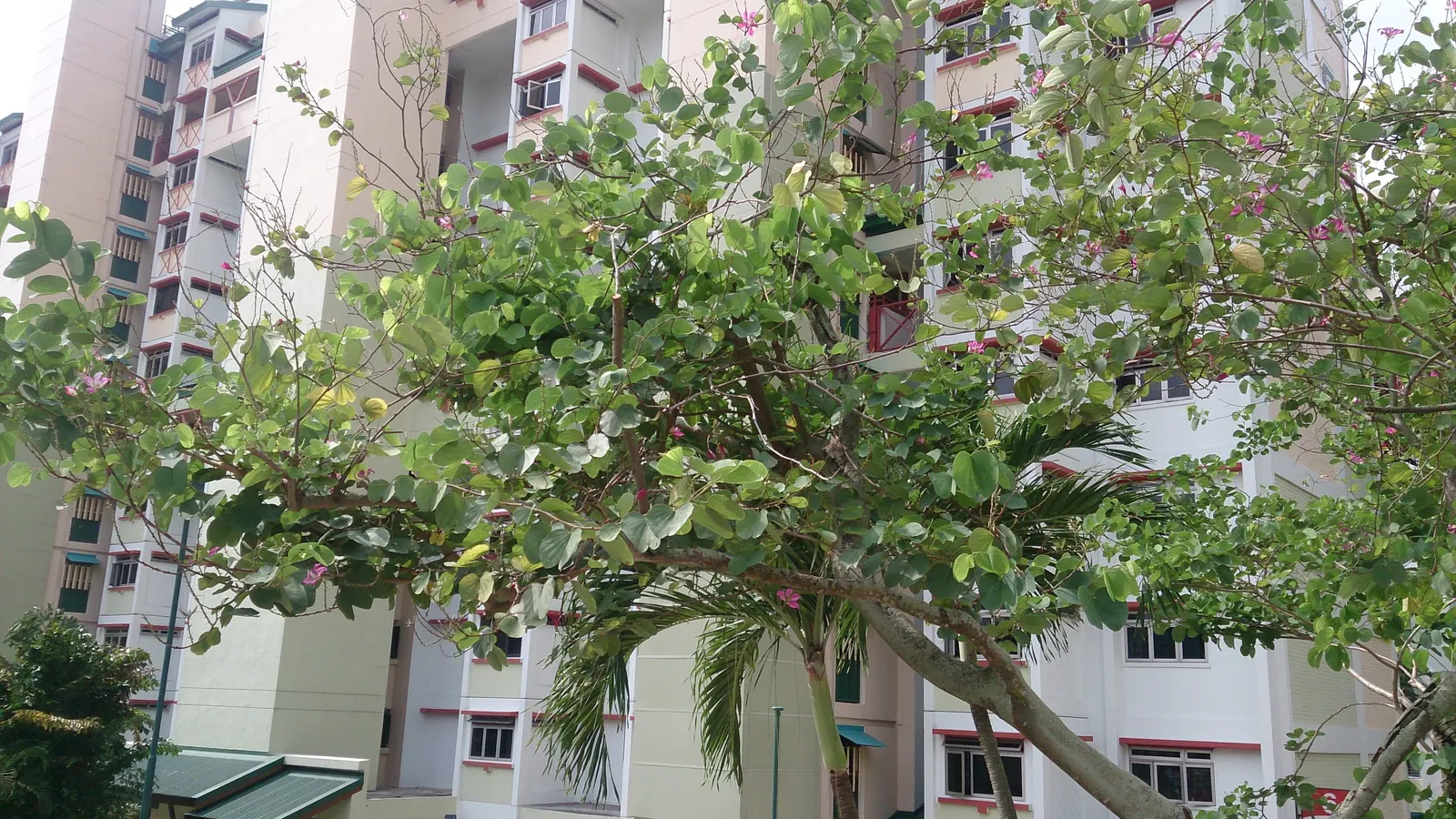 Hong Kong Orchid Tree (Bauhinia X Blakeana) — Moderate growth rate and low-maintenance requirements