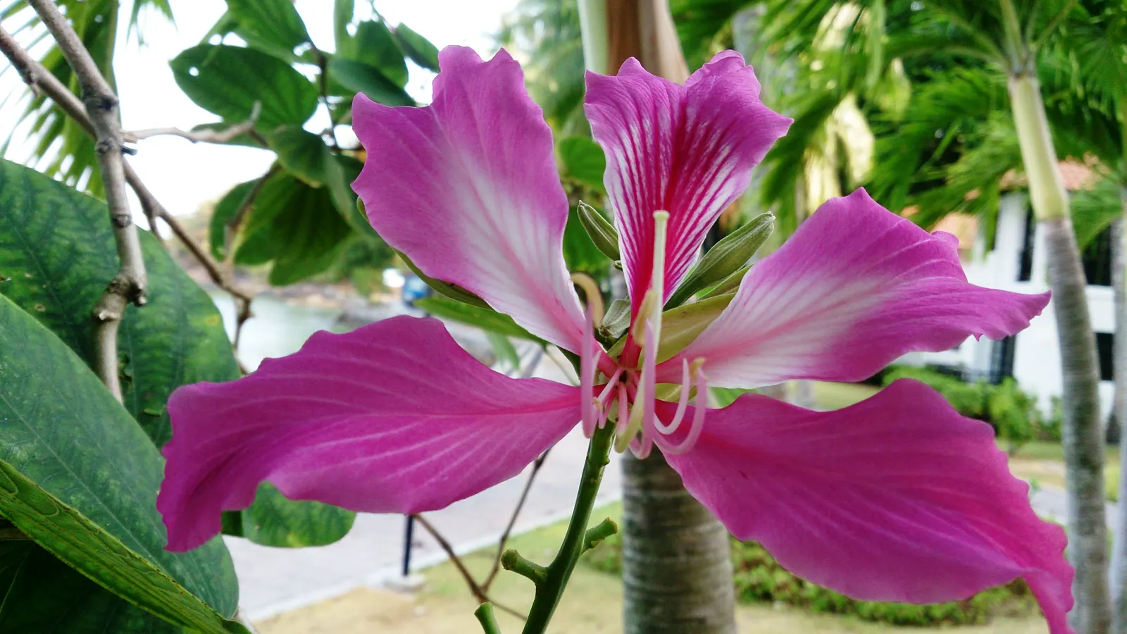 Hong Kong Orchid Tree (Bauhinia X Blakeana) — one of its common names is the 'Butterfly Tree.'<br><br>From late fall to early spring; orchid-like, image 83