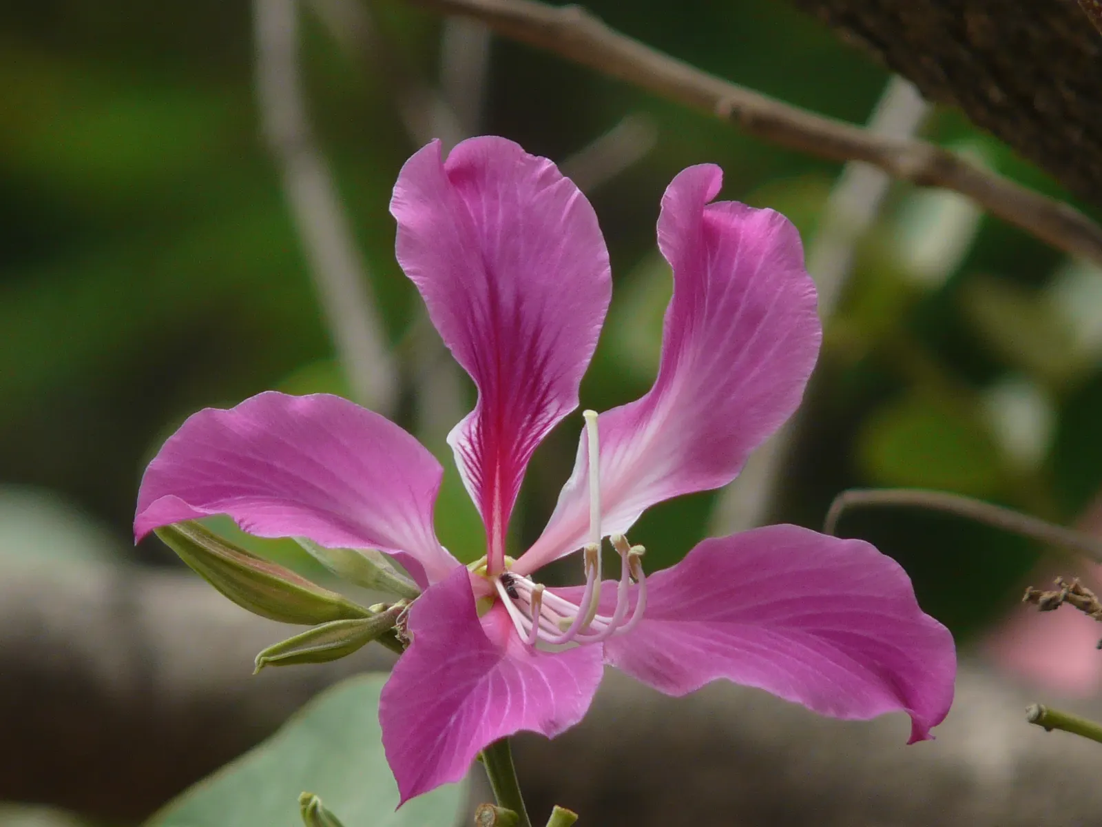 Hong Kong Orchid Tree (Bauhinia X Blakeana) — each spanning about 5 to 6 inches; originating from the hilly regions of Hong Kong, image 61