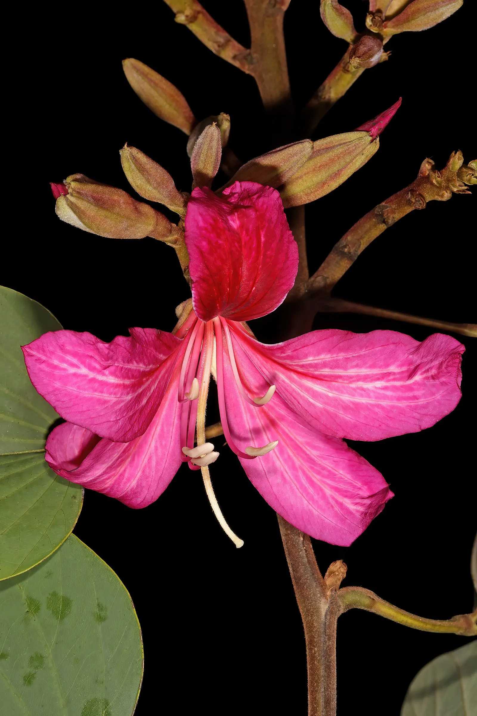 Hong Kong Orchid Tree (Bauhinia X Blakeana) — this hybrid is sterile and does not produce viable seeds; heart-shaped leaves add a lush backdrop, image 57
